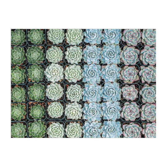 Succulent Garden Puzzle
